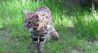 How the menacing black-footed cat meows