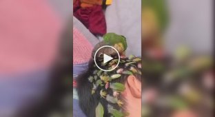Parrot brings beauty