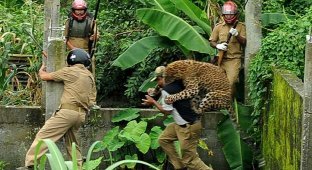 В Индии дикий леопард покалечил шестерых лесников (10 фото)