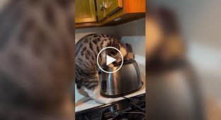 Always trust your cats
