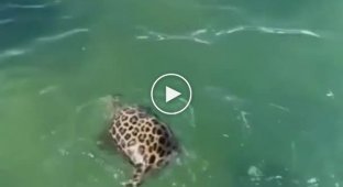 Leopard swims