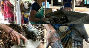 Индийские женщины платят сожженными руками за нашу любовь к кешью (13 фото)