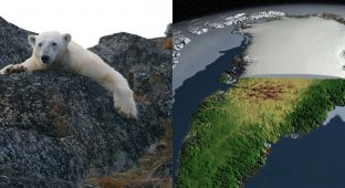 Белые медведи адаптируются к отсутствию снега (5 фото)