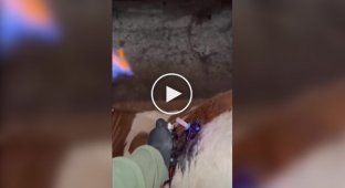 Помощь корове со вздутием живота