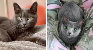 Cat breeds that people often confuse (12 photos)