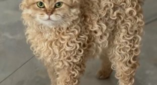 A Cat with Perfect Curls Has Gone Viral Online (4 photos)