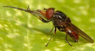 Ringia: a fly with a scary mechanism on its face (8 photos)