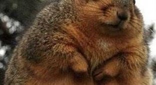 15 four-legged chubby animals that make you smile