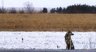 В Сибири вот уже 1,5 года пес ждет возвращения погибшего хозяина (3 фото)