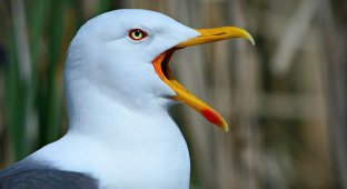 A red spot that helps seagulls interact with chicks (7 photos)