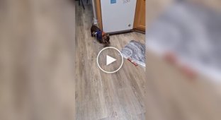 Как увлечь свою неугомонную собаку
