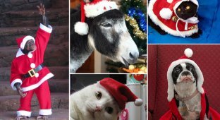 100 животных, которые уже нарядились к праздникам (101 фото)