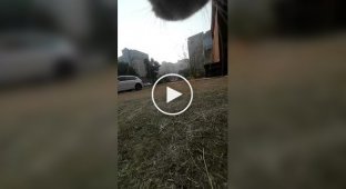 One Minute in the Life of a Street Cat