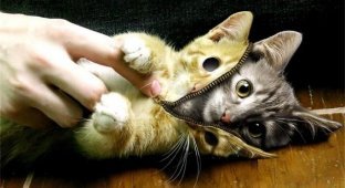  Пособие по фотошоу. Как сделать чехол для кота (10 Фото)