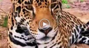 Incredibly beautiful and kind jaguar