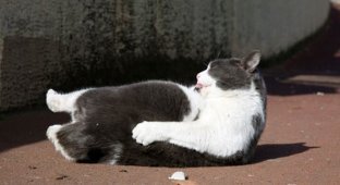 Ленивый кот (3 фотографии)