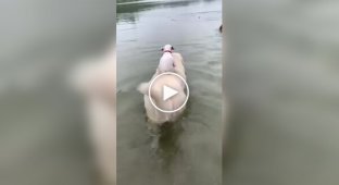 The dog gave his friend a boat ride