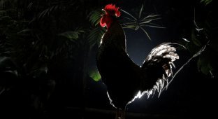 Why roosters don’t go deaf from their own cries (5 photos)
