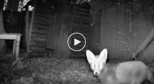 Briton installed a camera to track wild animals and accidentally filmed a robbery animal tracking, robbery