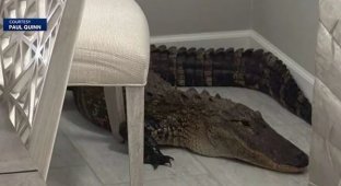 Florida resident finds alligator in his home (2 photos + 1 video)