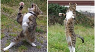 Мы тебя помним, Эдмунд: самые забавные фото "танцующего" кота (35 фото)