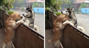 A lonely dog ran away from the yard to hug his friend (5 photos)