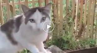 Хозяйка допрашивает кошку о пропавшем корме, а та отвечает, что не знает