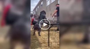 Добірка собачих невдач