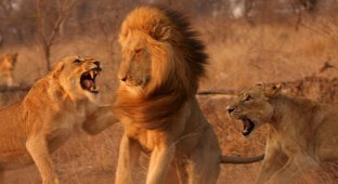 Революція у вищих хижаків: за що левиці виганяють левів із прайду? (8 фото)
