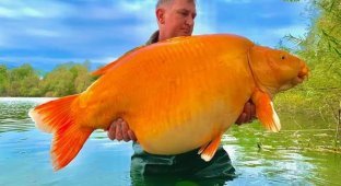 She lived in a lake for 20 years: the world's largest goldfish weighing more than 30 kg was found (2 photos)