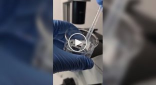 Vodka against parasites