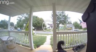 В США пес сбежал из дома на 15 минут, а затем сам вернулся и позвонил в дверной звонок