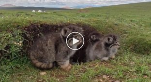 Семейство манулов в степях Китая