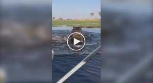 Hippo Chases Boat with Tourists