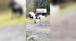 Лошадь пытается сбросить наездницу во время езды