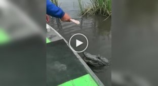 An alligator accepted a treat and allowed itself to be petted