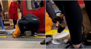 Пасажири потяга врятували собаку, що впав на рейки (4 фото + 1 відео)