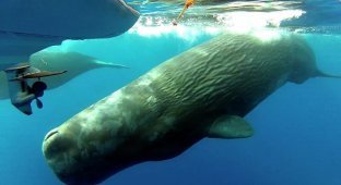 Убейте и съешьте друг друга: как кашалот отомстил китобоям (4 фото)