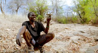 Как некоторые племена Африки используют на охоте миниатюрных птиц (4 фото)