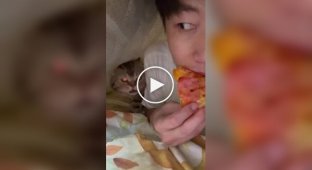 Кот обнаружил, что хозяин ест пиццу без него
