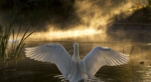 Beautiful photos of swans (25 Photos)