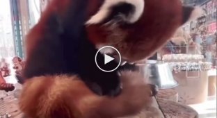 Why do red pandas have such a big and fluffy tail?