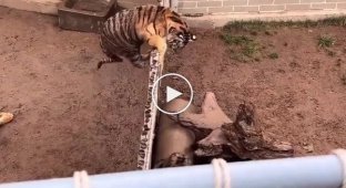 Tiger jumped over the fence of the zoo to attack a hyena