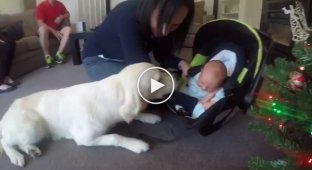 Golden Retriever's reaction to the arrival of a small child in the family