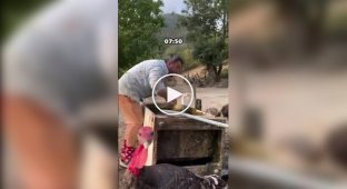 Обычный день фермера в деревне