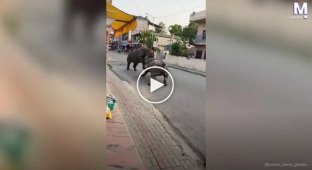 Зрелищная драка носорогов посреди дороги в Непале