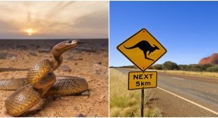 Why Australia is considered the home of all the most dangerous (8 photos)