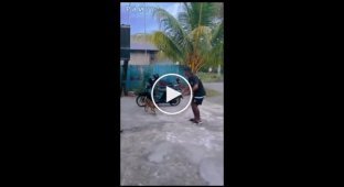 The dog could not resist and started dancing with a dancer in Brazil