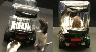 Оказалось, что крысы могут быть хорошими водителями (2 фото + 2 видео)