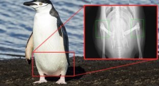 30 surprising facts that seem absurd at first glance (30 photos)